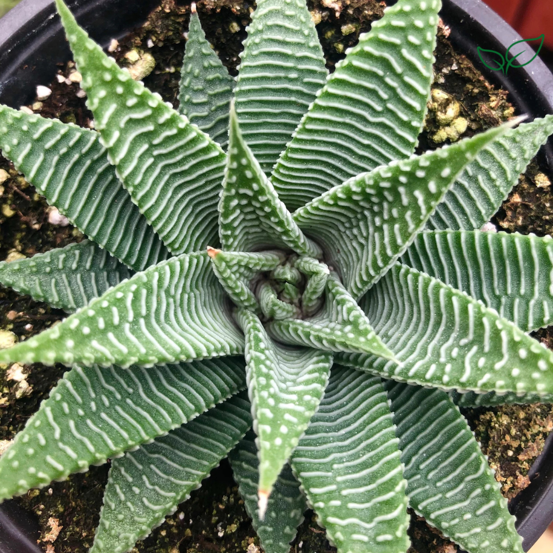 Haworthia Limifolia v. Striata (Bare Rooted) - plant store® 