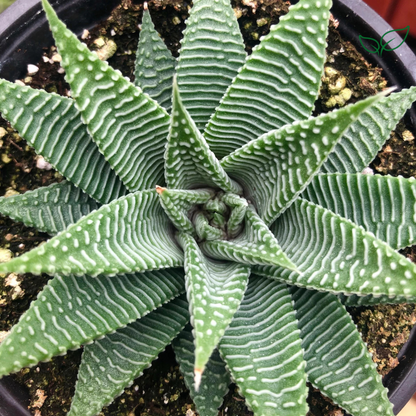 Haworthia Limifolia v. Striata  (Bare Rooted)