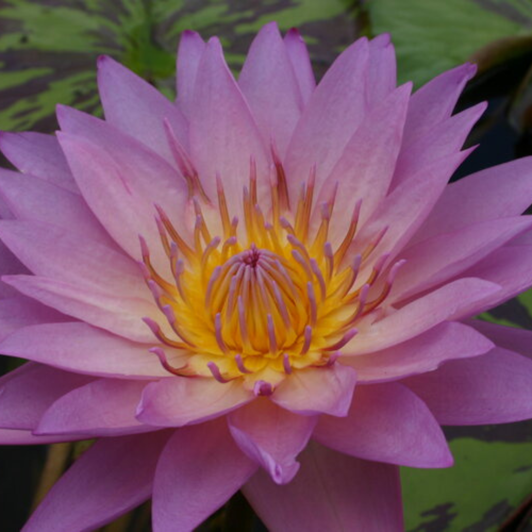 Coral Sky Tropical Waterlily
