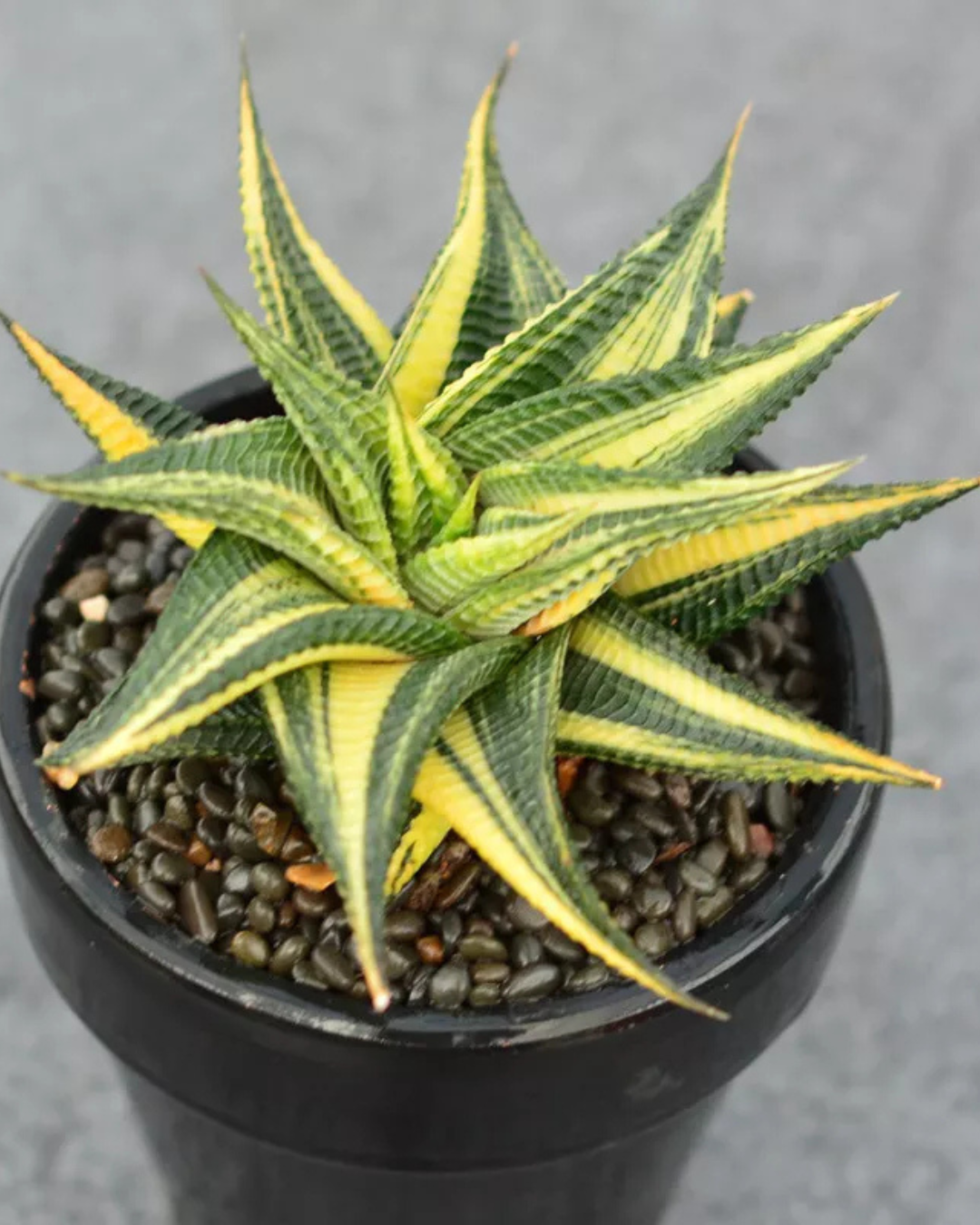 Haworthia Limifolia Variegated - plant store® 