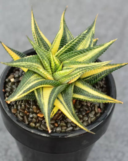 Haworthia Limifolia Variegated