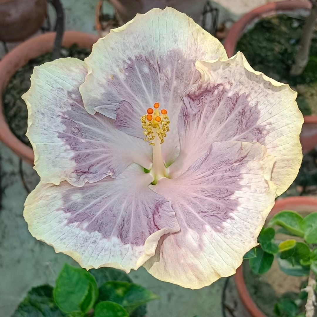 Chi's Garden Lavender Frosting Hibiscus
