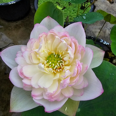 Suruteadee Lotus Tuber