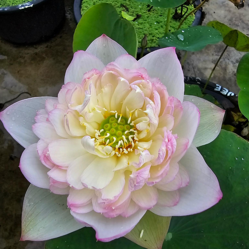 Suruteadee Lotus Tuber