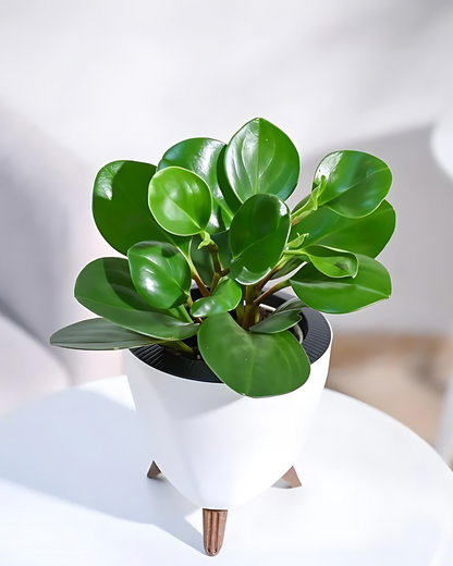 Peperomia Green Plant