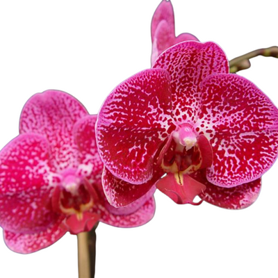 Phalaenopsis Ox Little Prince with Buds/Flowers