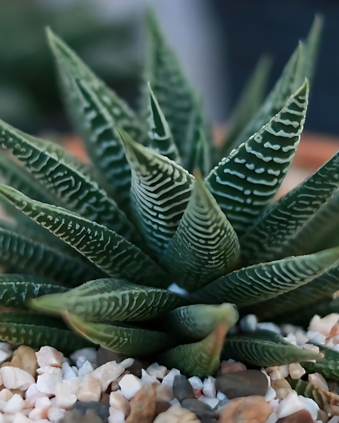 Haworthia Zebra Succulent with Pot