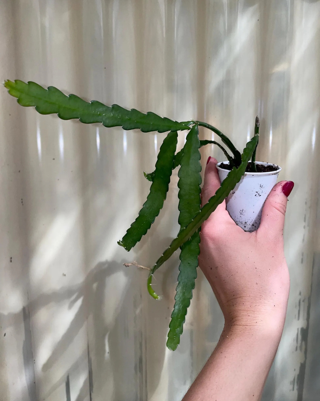 Fishbone Cactus (Plant it Yourself) Bare Rooted - plant store® 