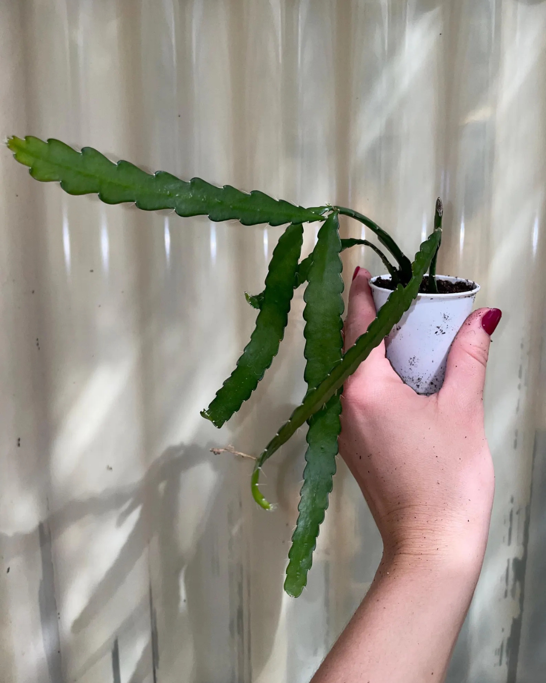 Fishbone Cactus (Plant it Yourself) Bare Rooted