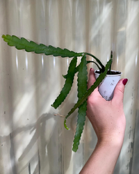 Fishbone Cactus (Plant it Yourself) Bare Rooted - plant store® 