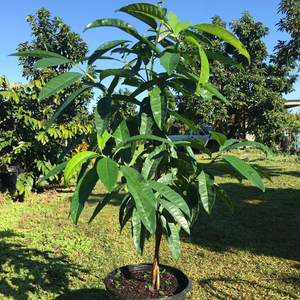 All Spice Grafted Tree