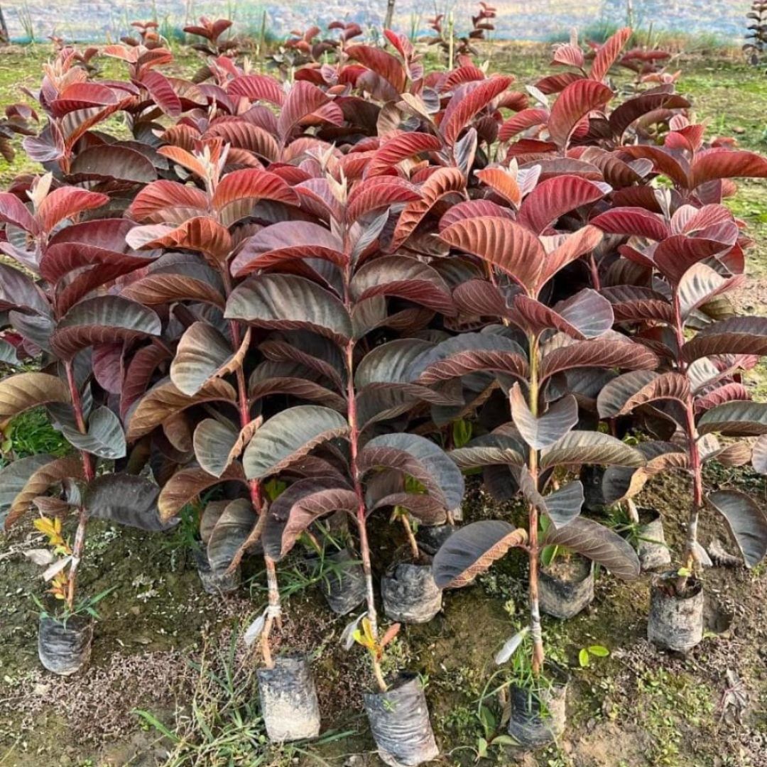 Red Guava Grafted Tree
