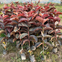 Red Guava Grafted Tree