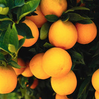 Valencia Orange Grafted Tree