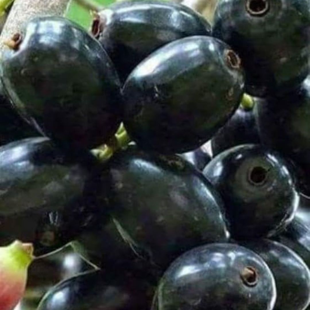Thai King Jamun Grafted Tree