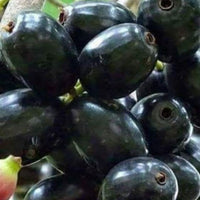 Thai King Jamun Grafted Tree