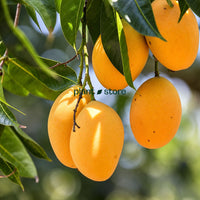 Alphonso Mango Grafted Plant