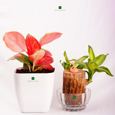 Blush & Bloom Duo: Aglaonema Thai Pink + Brazilian Lucky Wood (Imported)