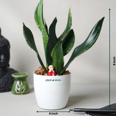 Snake Plant - Black
