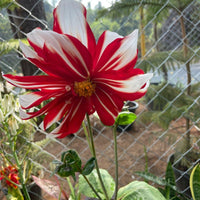 Dwarf Dahlia Flowering Bulbs (Mix Colours)