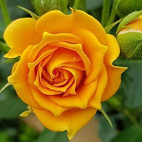 Hybrid Rose Plant