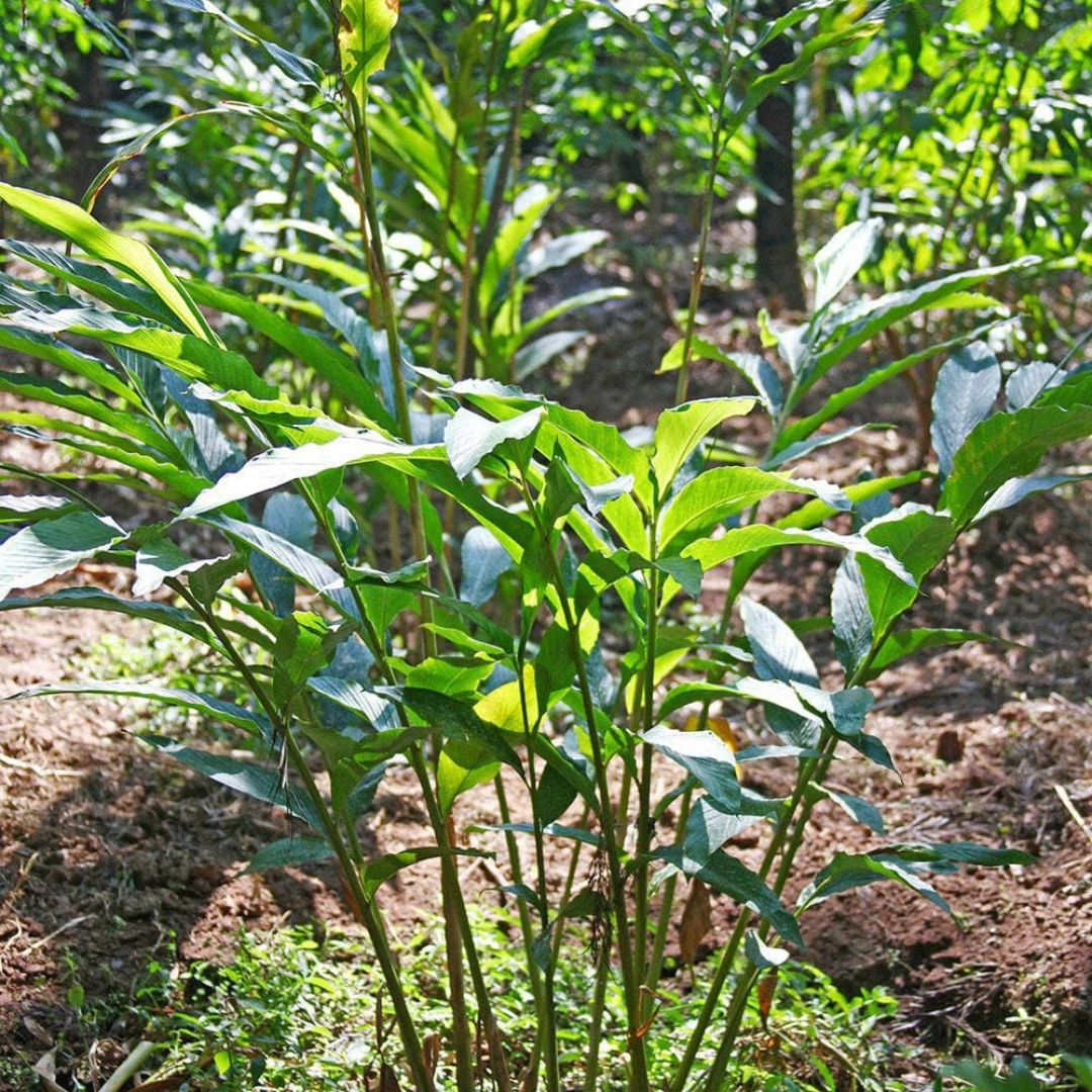 Elaichi Plant