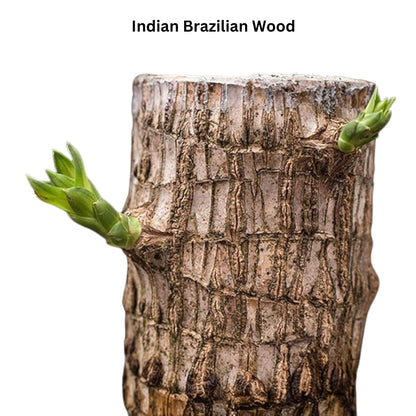 Brazilian Wood Plant - Bloomed Plant