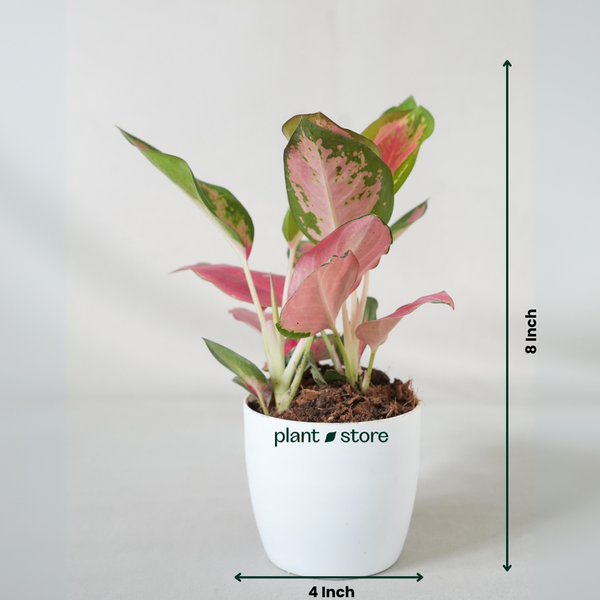 pink princess aglaonema Aglaonema Thai Pink Beauty – Plant Store®