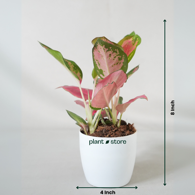 Aglaonema Thai Pink Beauty