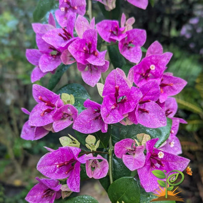 Violet September Bougainvillea
