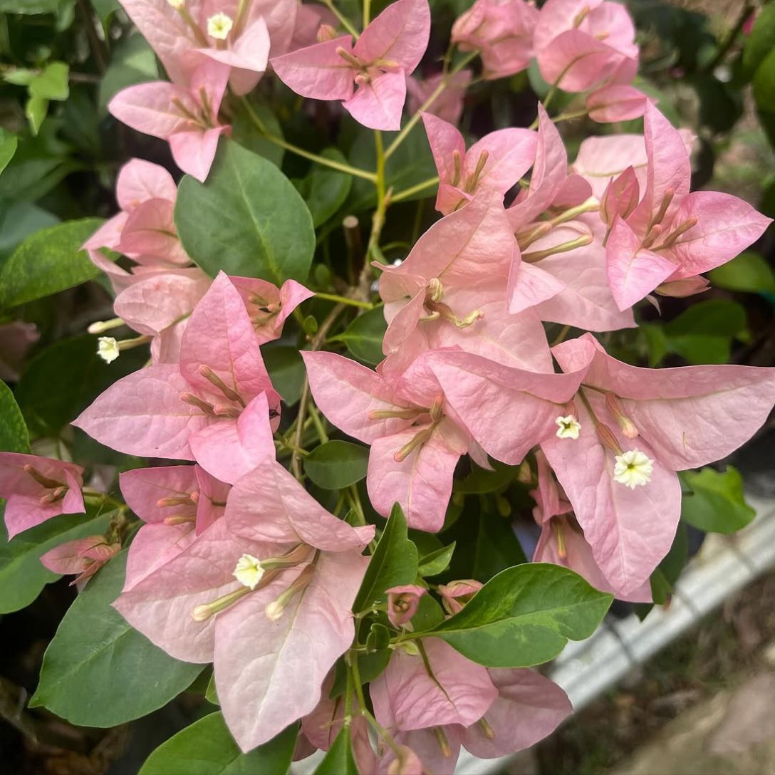 Kyata Grafted Bougainvillea Plant