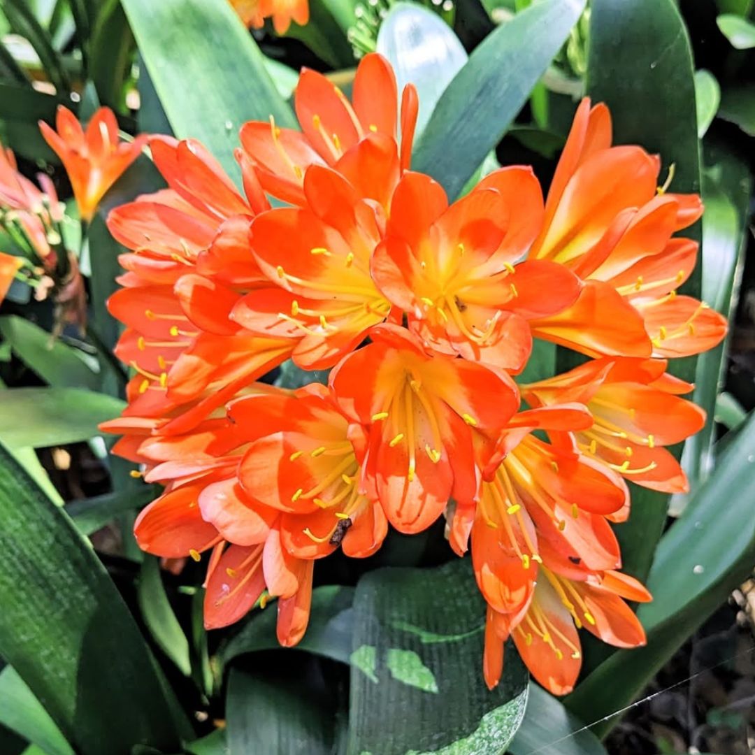 Clivia (Miniata) Lily Flowering Bulbs