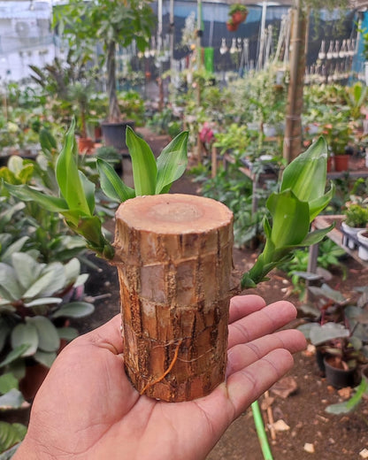 Brazilian Wood Plant - Bloomed Plant