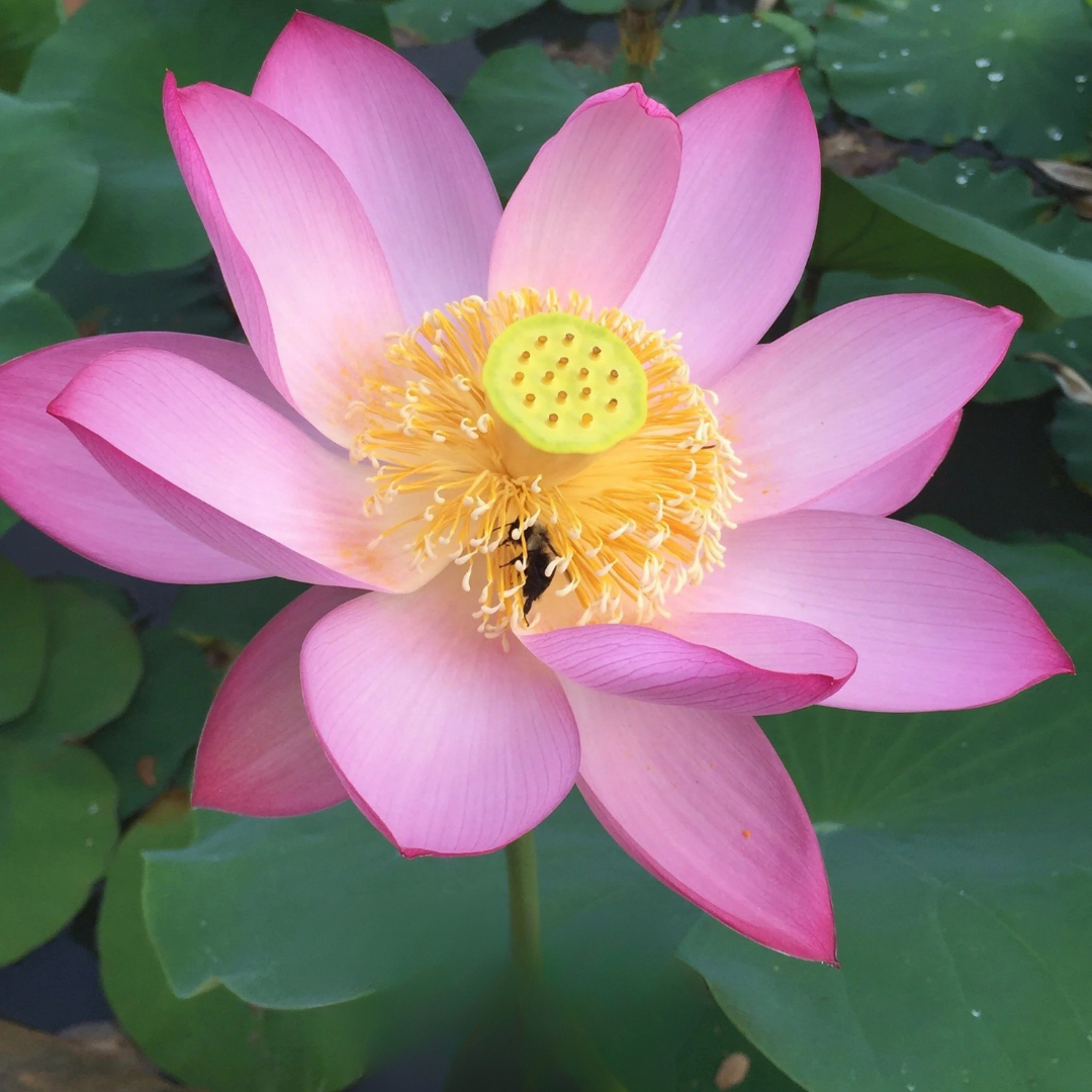 Yaochi Lotus Tuber