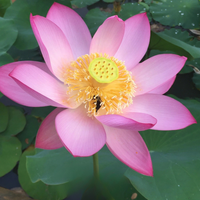 Yaochi Lotus Tuber