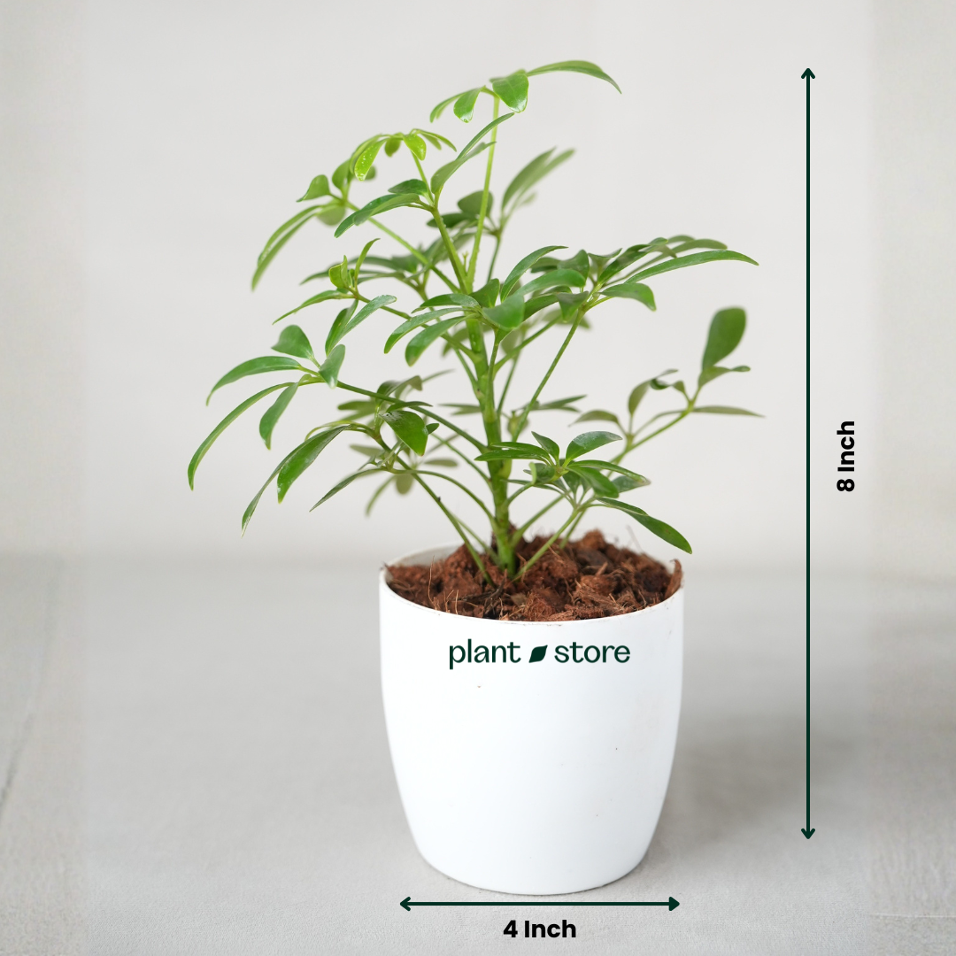 Schefflera Green Plant with Pot