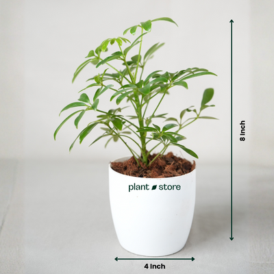 Schefflera Green Plant with Pot