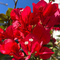Tanglong Red Grafted Bougainvillea Plant