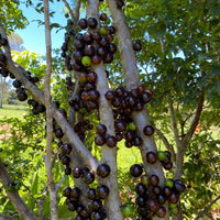 Jabuticaba Grafted Plant