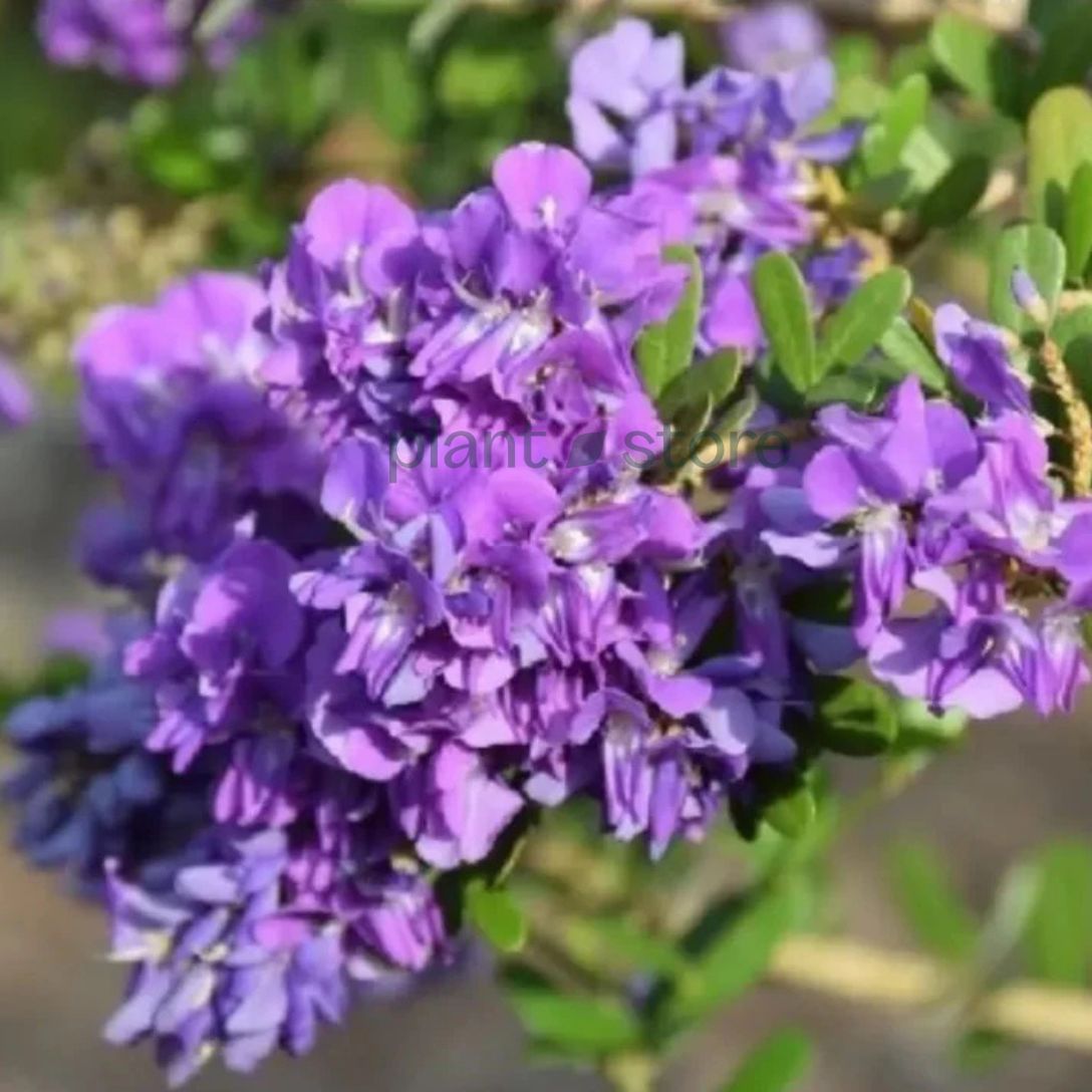 Vietnam Braya Plant