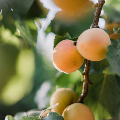 Khumani (Apricot) Grafted Tree