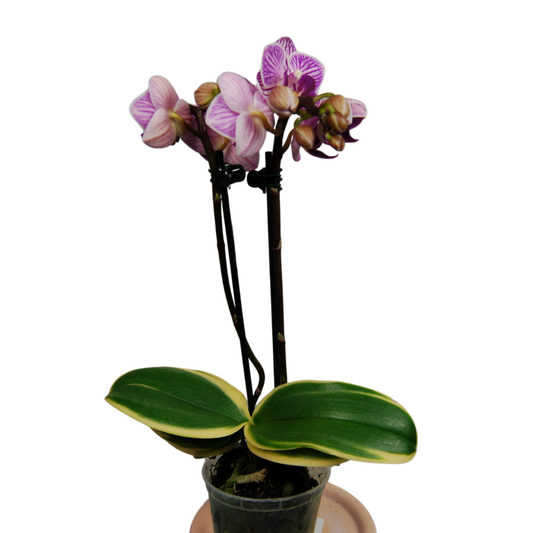 Phalaenopsis Sogo Vivien (Blooming Size)
