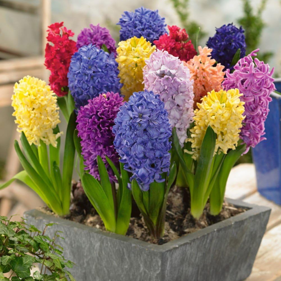 Hyacinth Bulbs - Mix Colours (Imported)