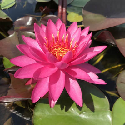 Miss Siam Hardy Waterlily