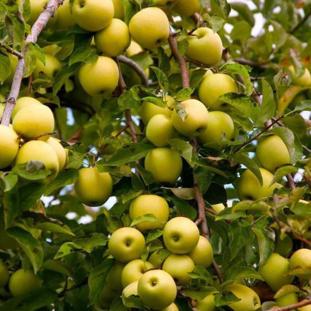 Dorsett Golden Apple Grafted Tree