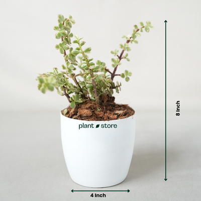 Variegated Jade, Elephant Bush - Bare Rooted