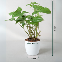 Syngonium Green