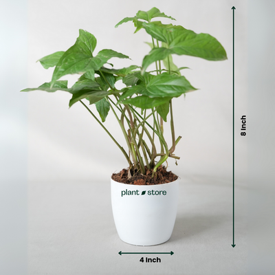 Syngonium Green