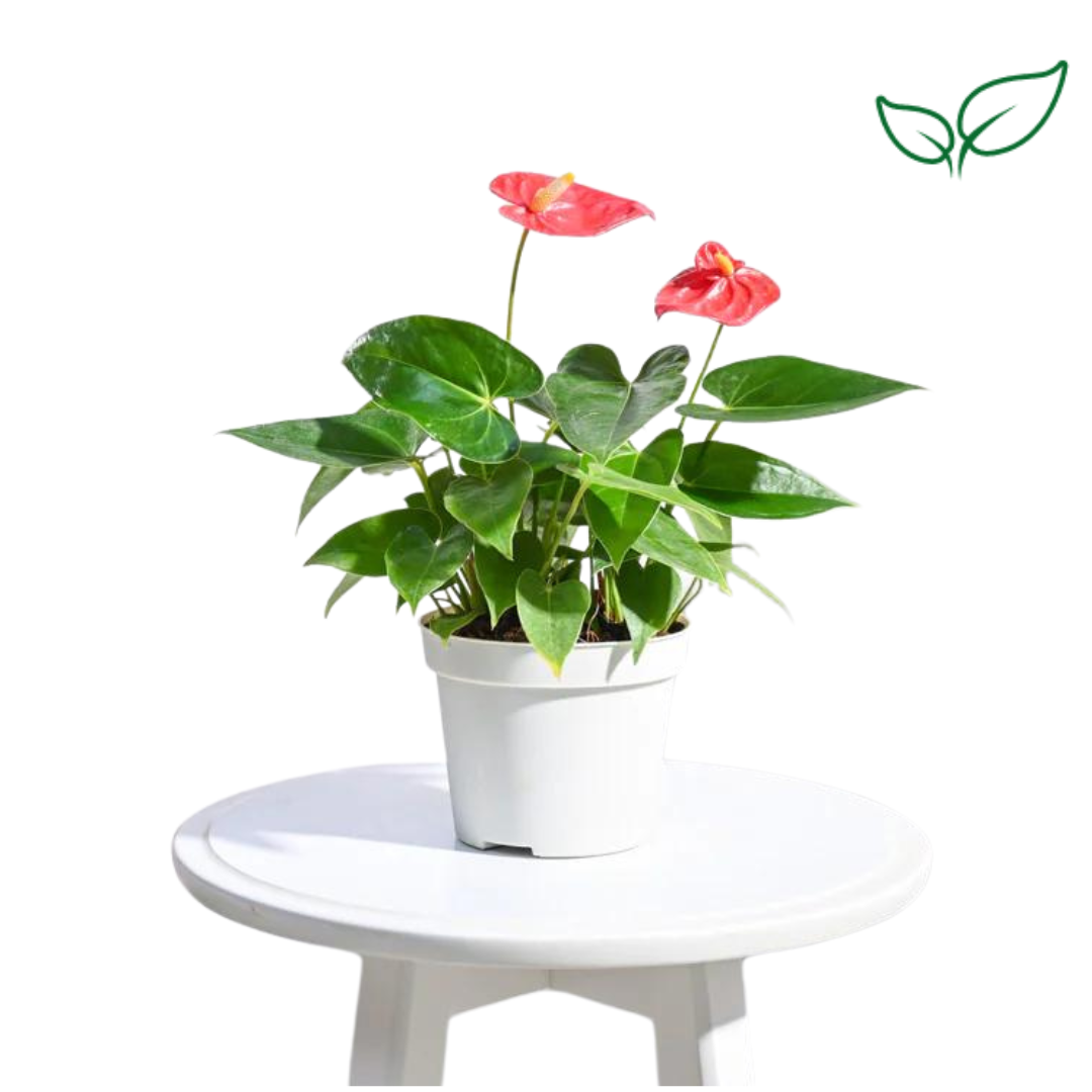 Anthurium Red Flowering Plant