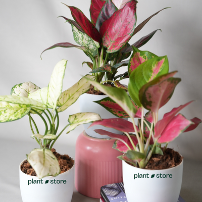 Most Popular Aglaonema Trio